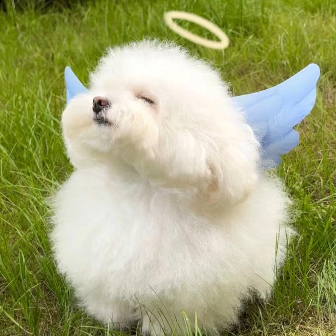 Kitypet0209
