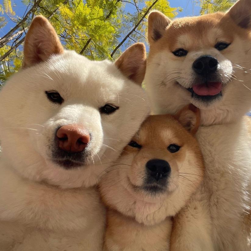 做尼哒