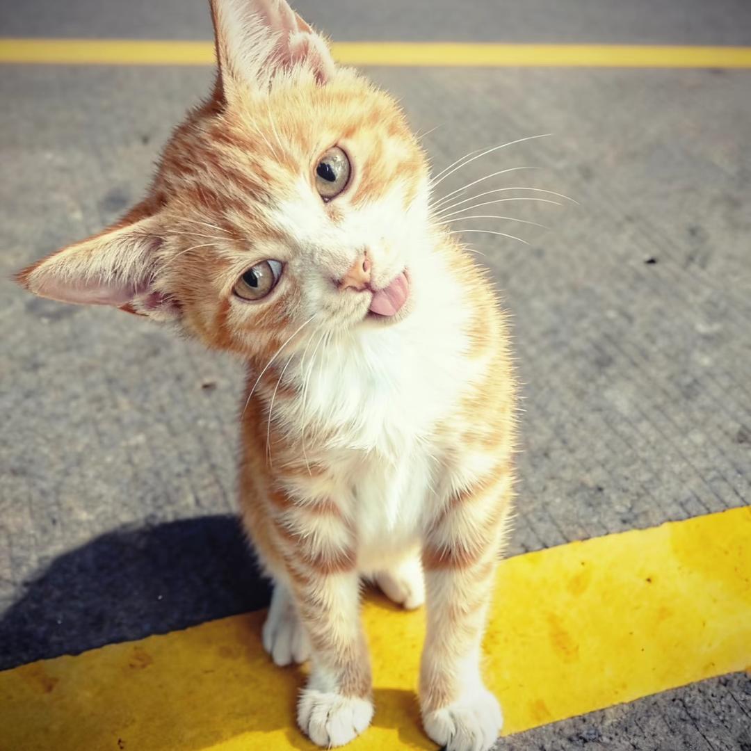 芋泥小乔猫