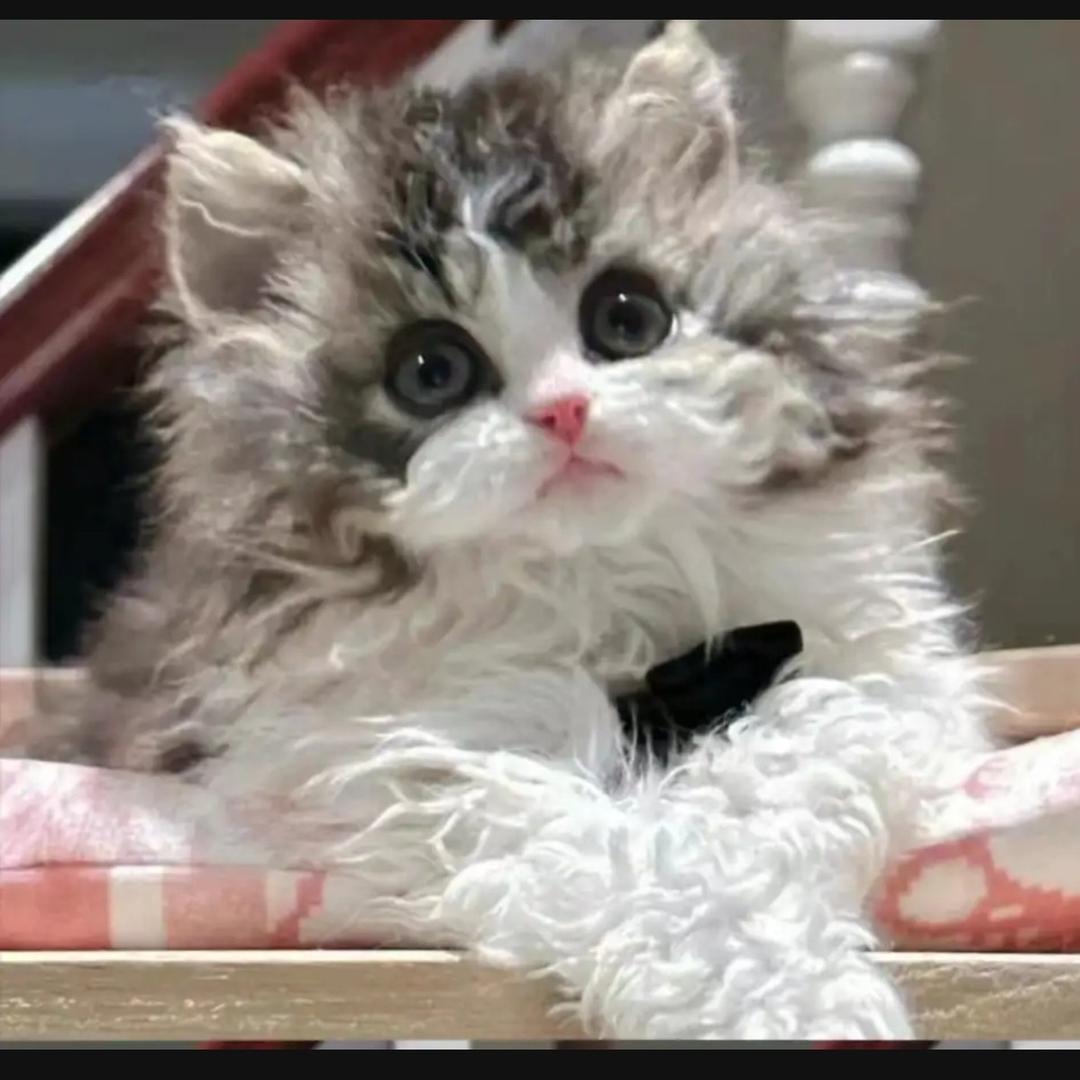 缇缇家的小卷毛