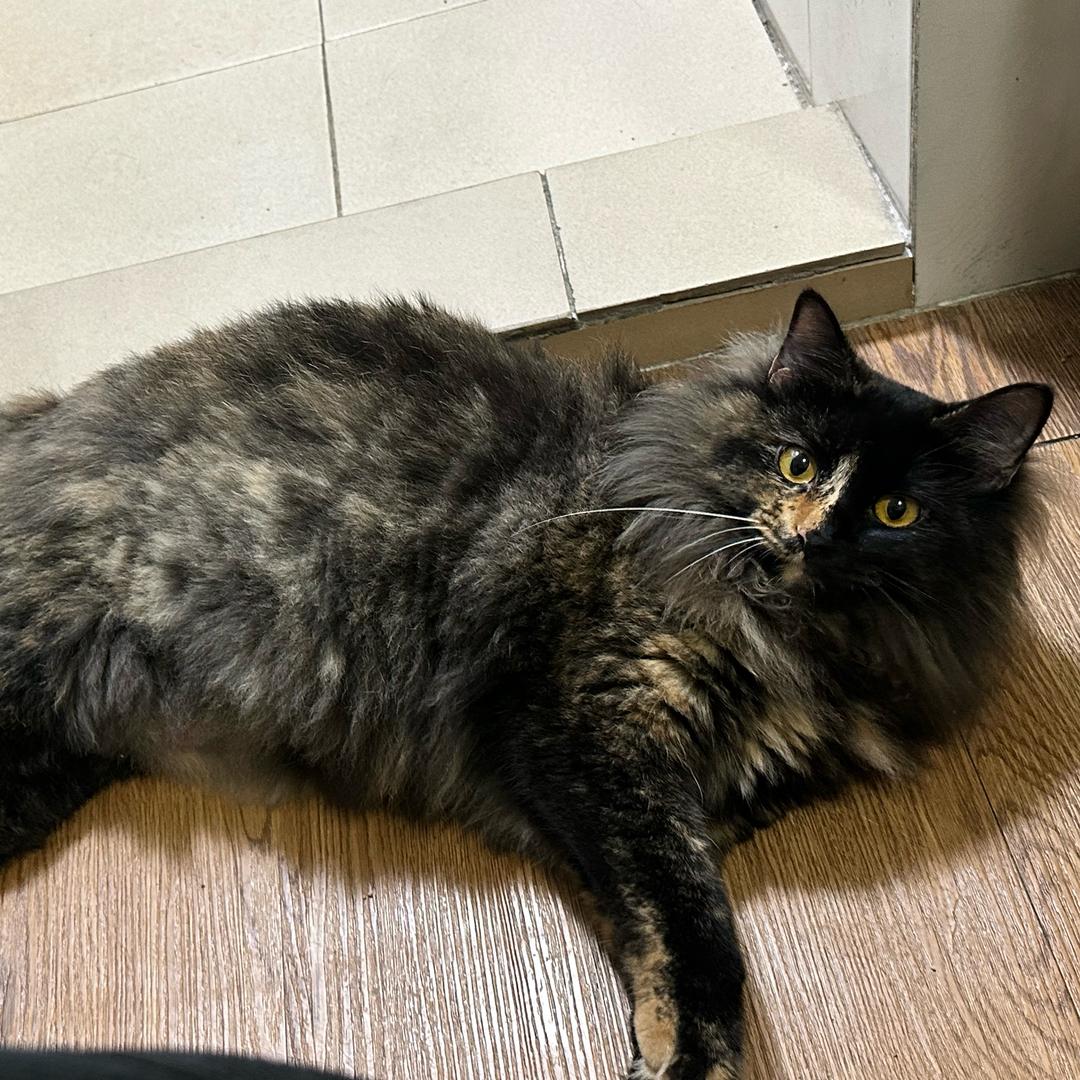 大尾巴🐱
