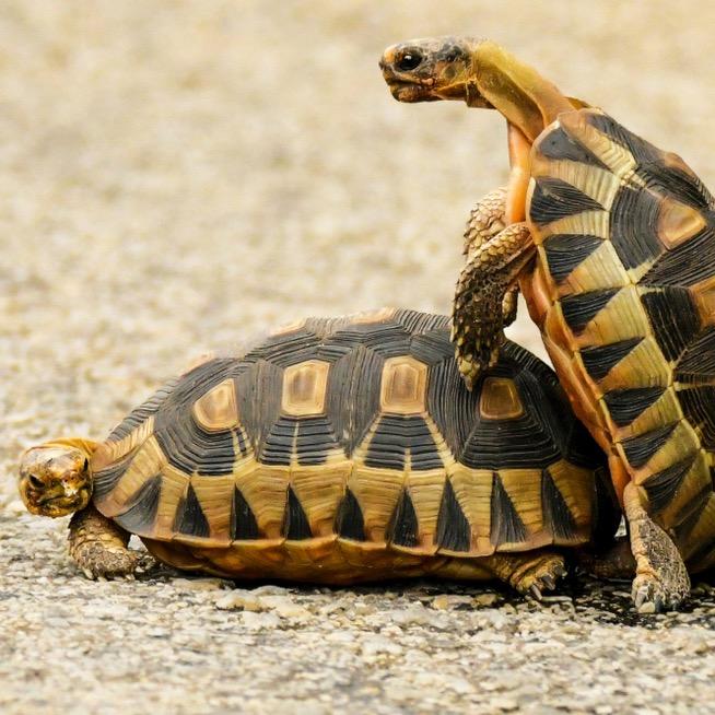 快看天上有乌龟在飞