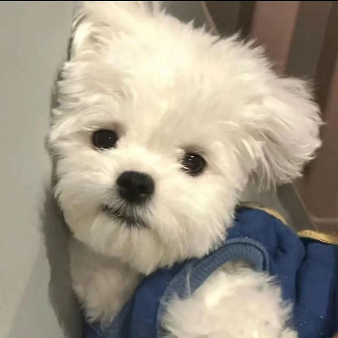 小大人