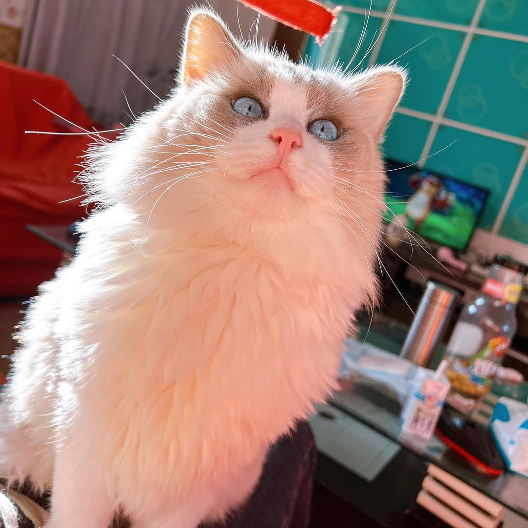 🐱团团子