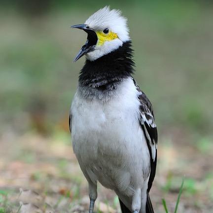 八哥户外交流养殖基地