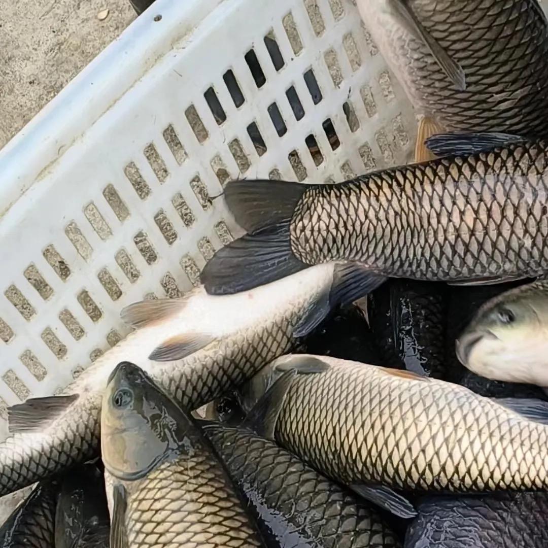 云城伊图水产商行