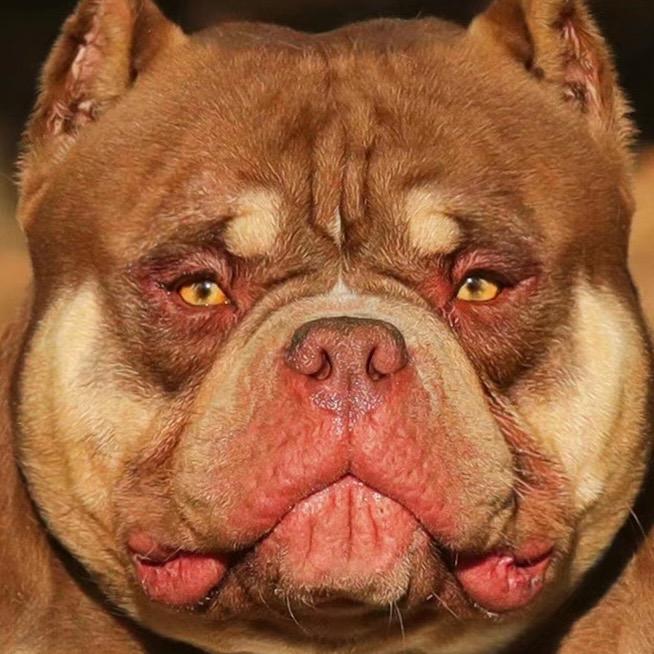 悠哥恶霸犬