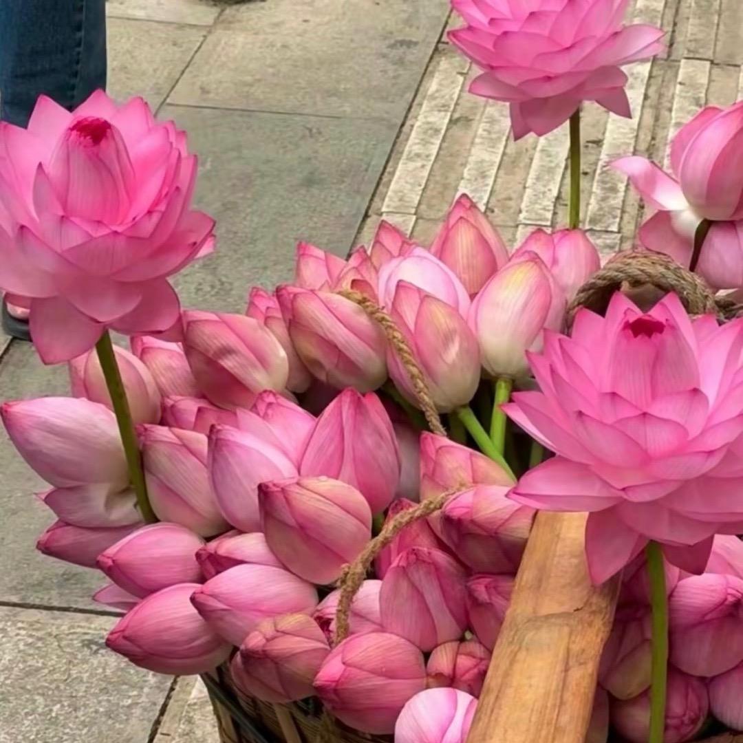 静待花开富贵！