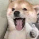 狗哥严选