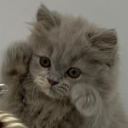 咖啡小猫卷