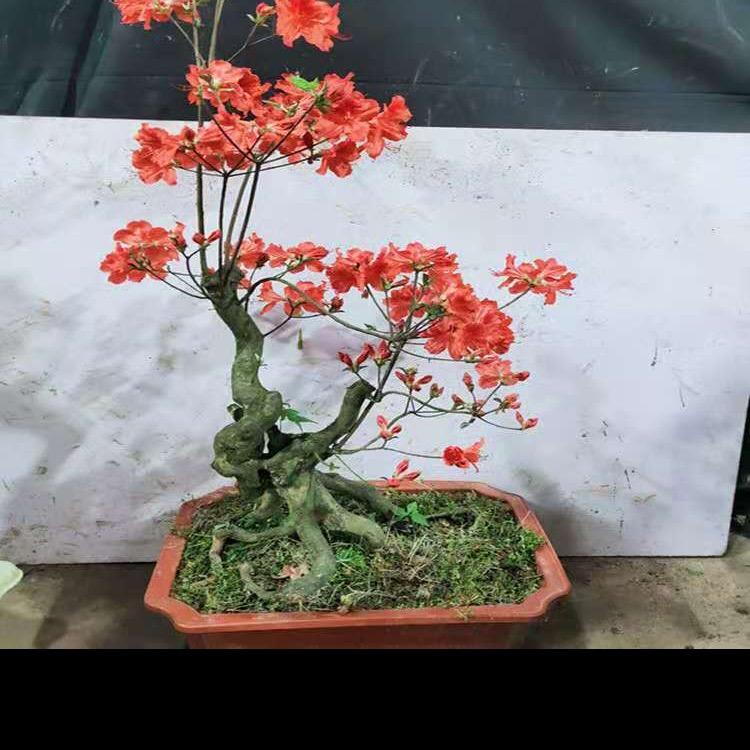 老周盆景店