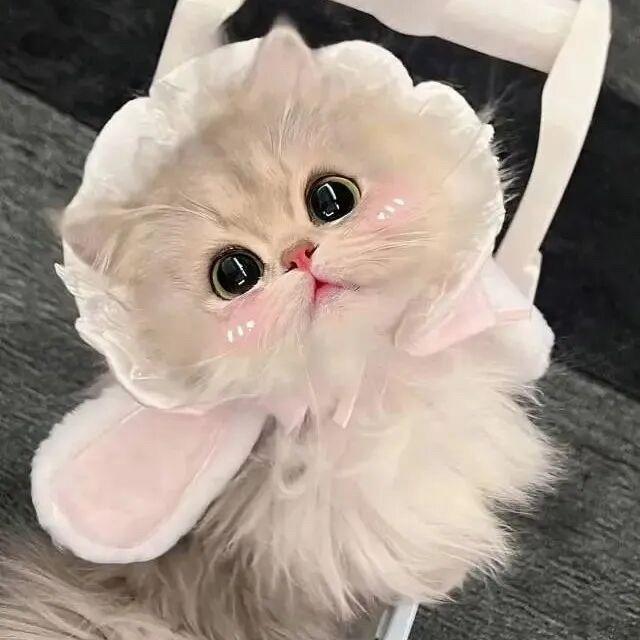 🫧欧泡泡