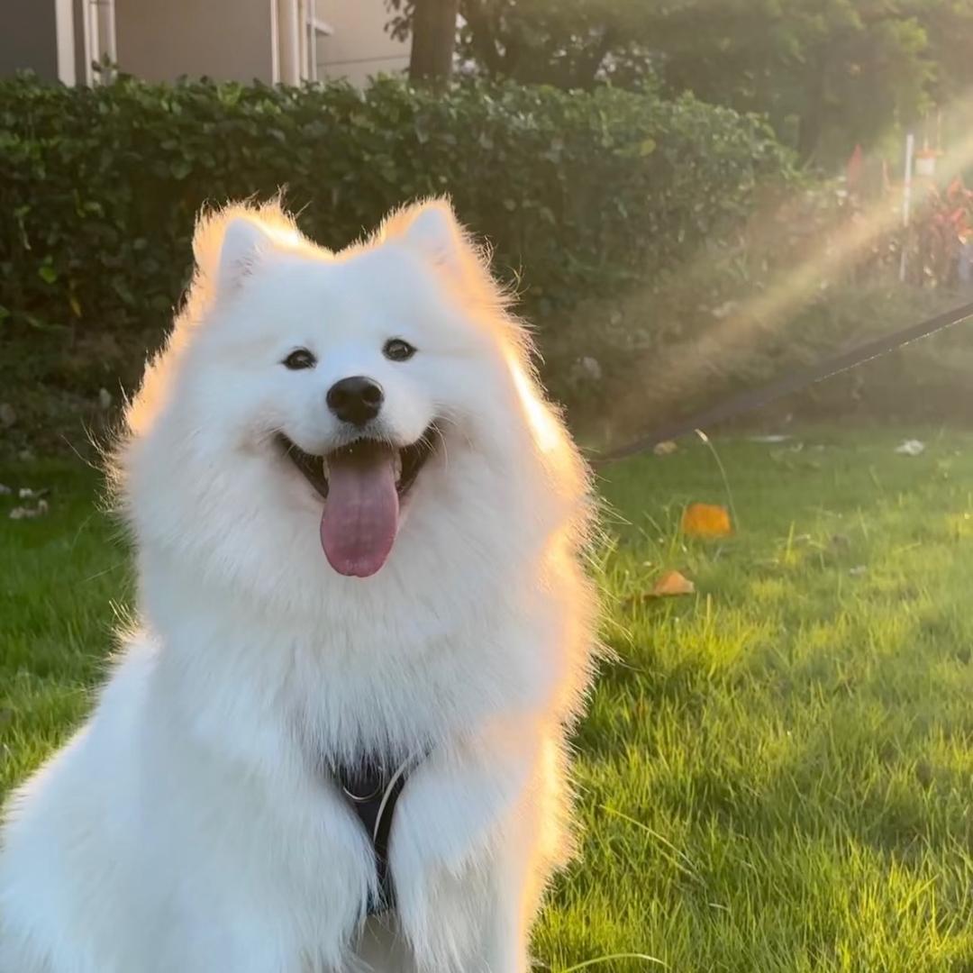 球球脑袋圆噜噜