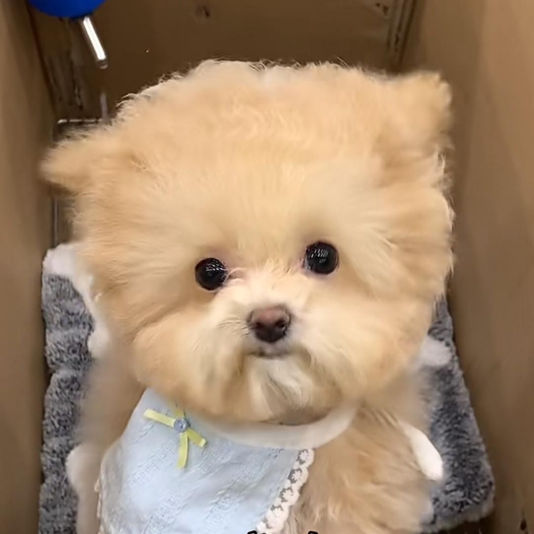 汪汪队宠物店