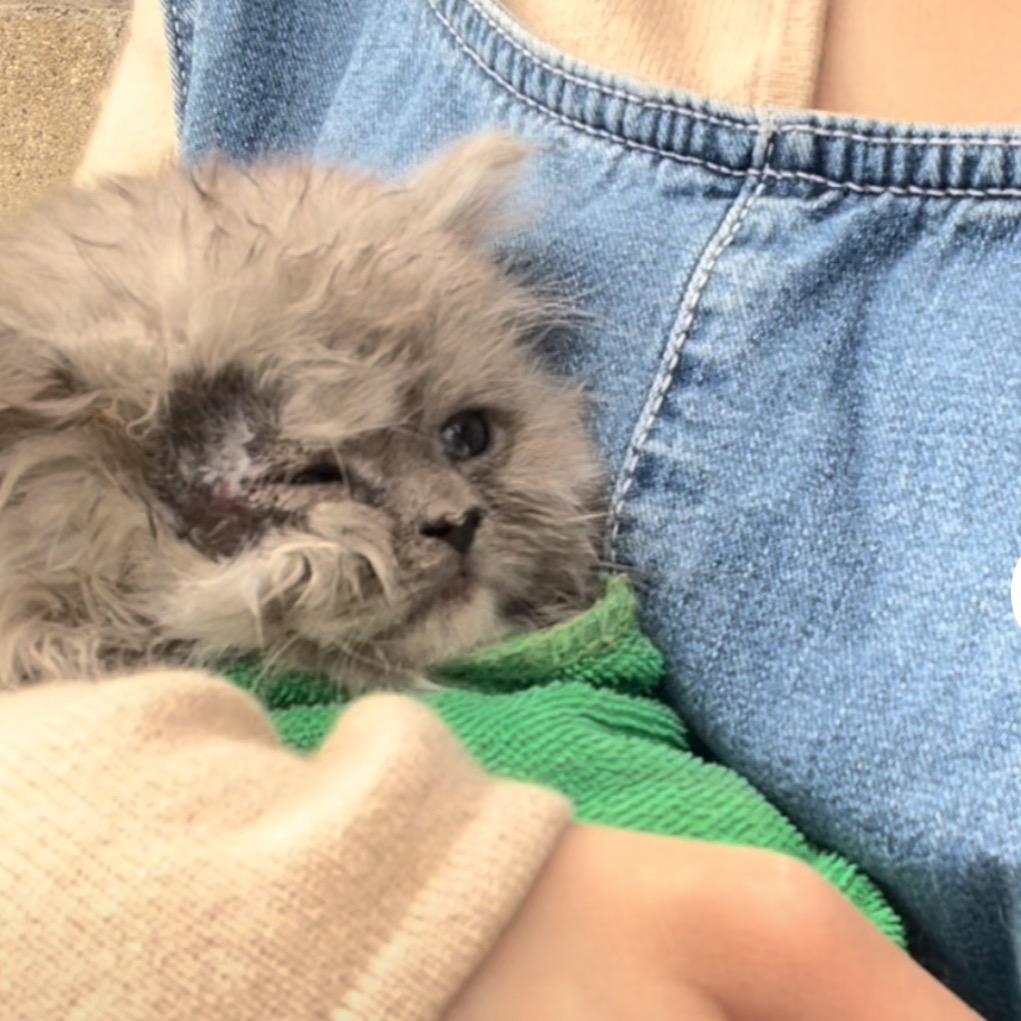 福宝儿的铲屎官