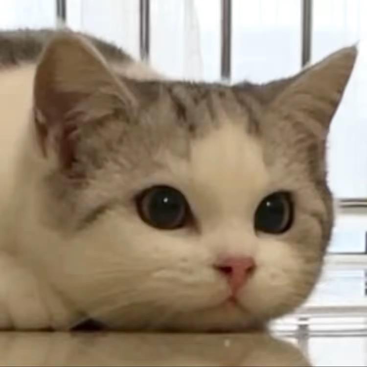 路灯别慌