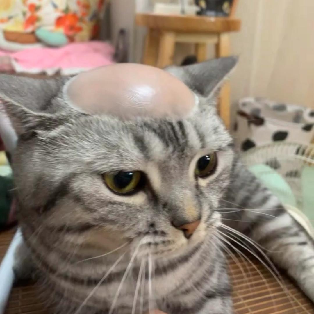 命运戏弄大肥喵