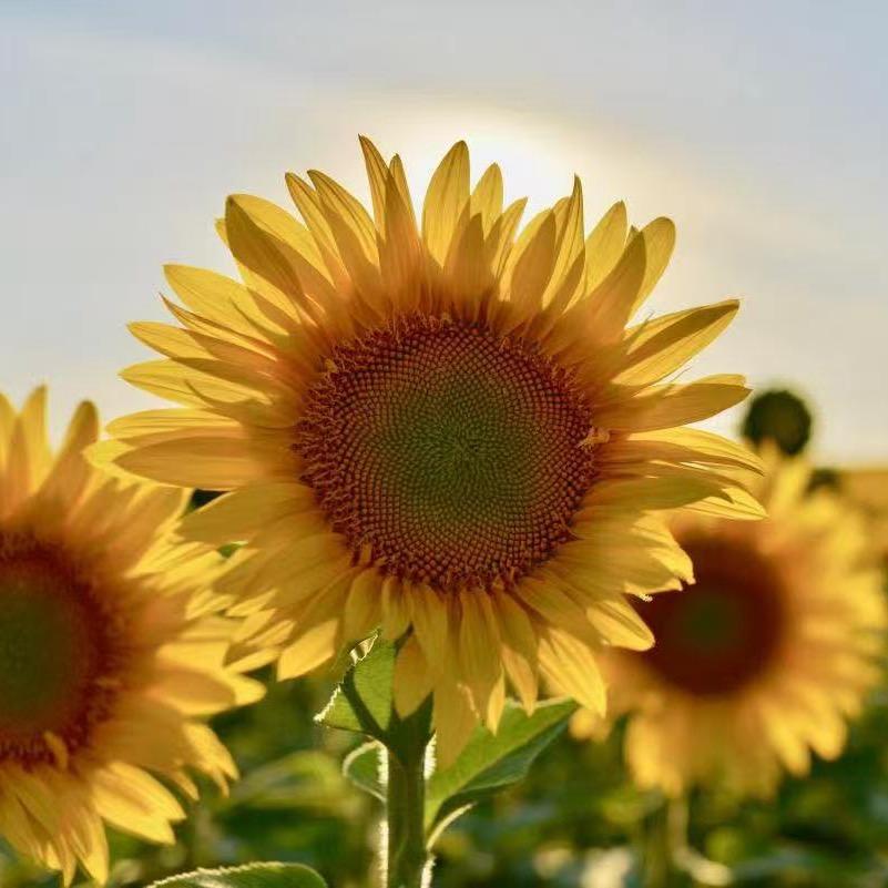 🌻毛毛的忠实粉丝🌻
