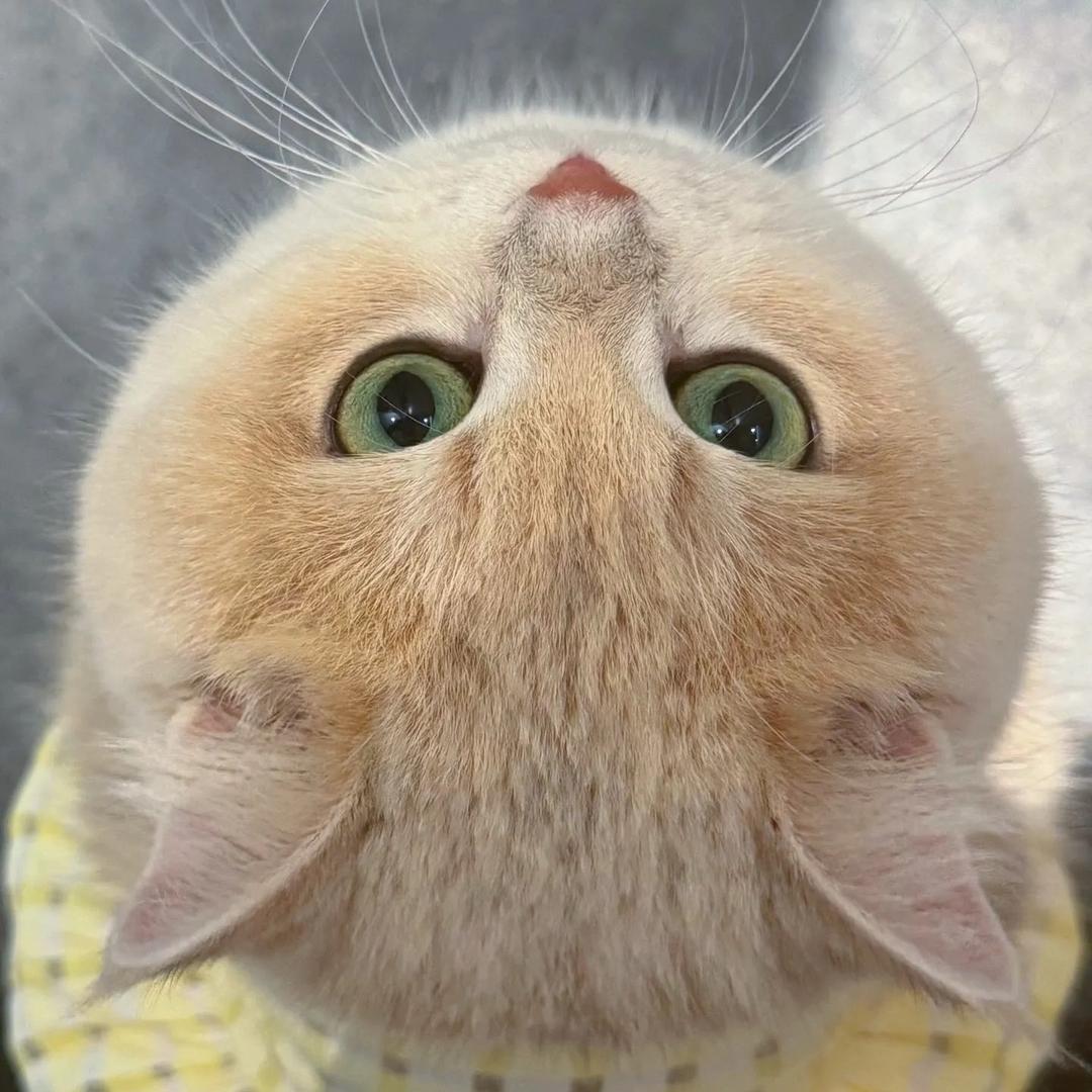 ┭