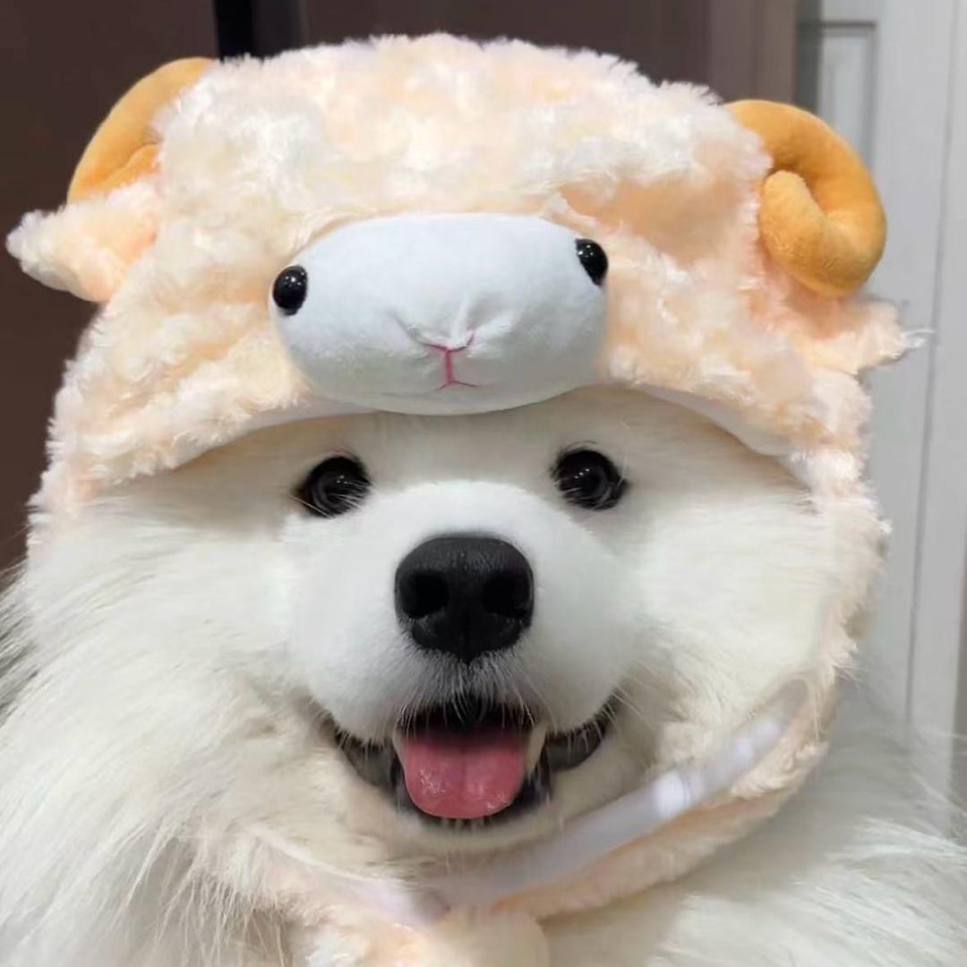 年发犬业萨摩耶（欣欣）