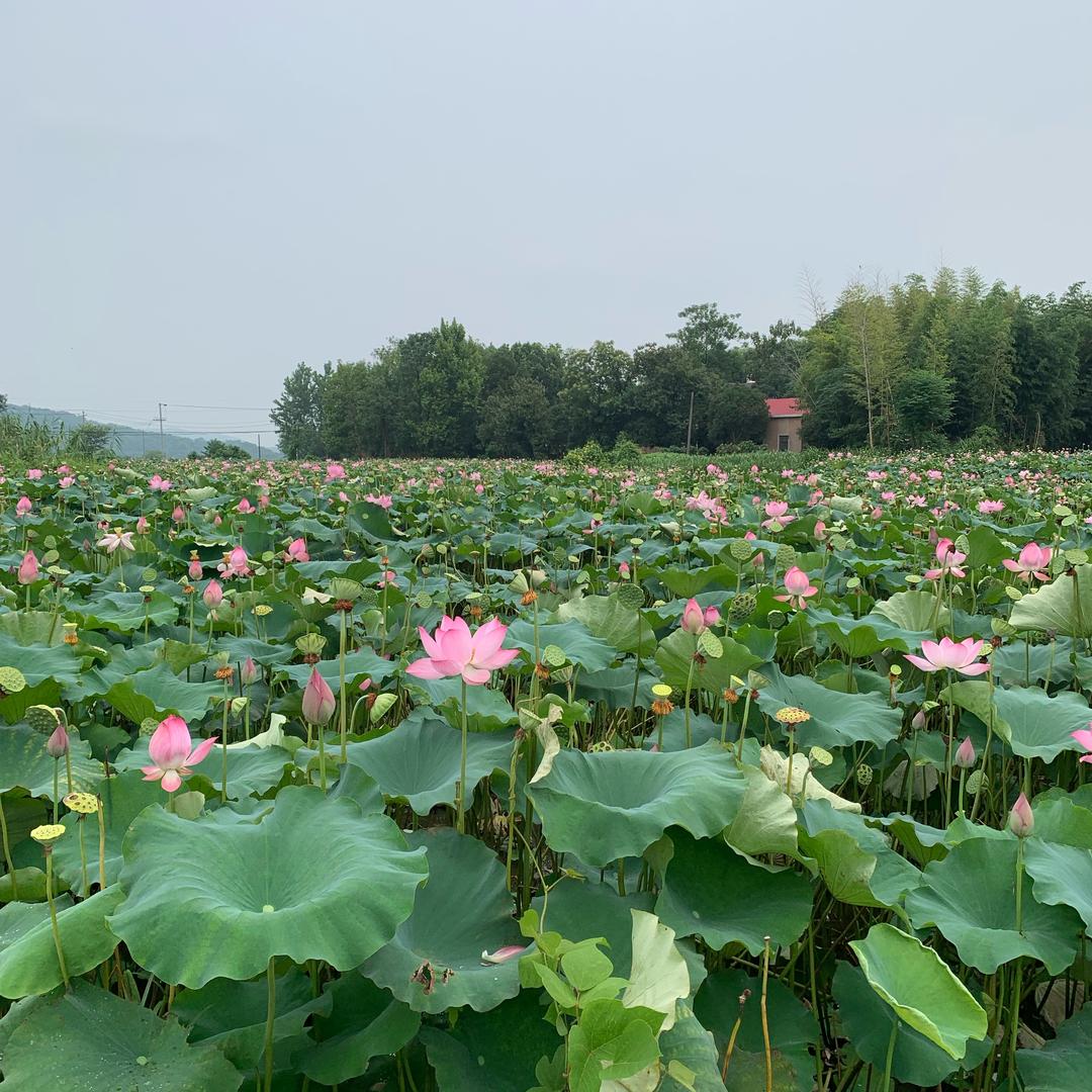 油炸小可爱