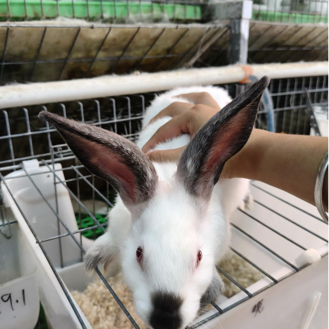 云南清瑞兔农业发展有限公司