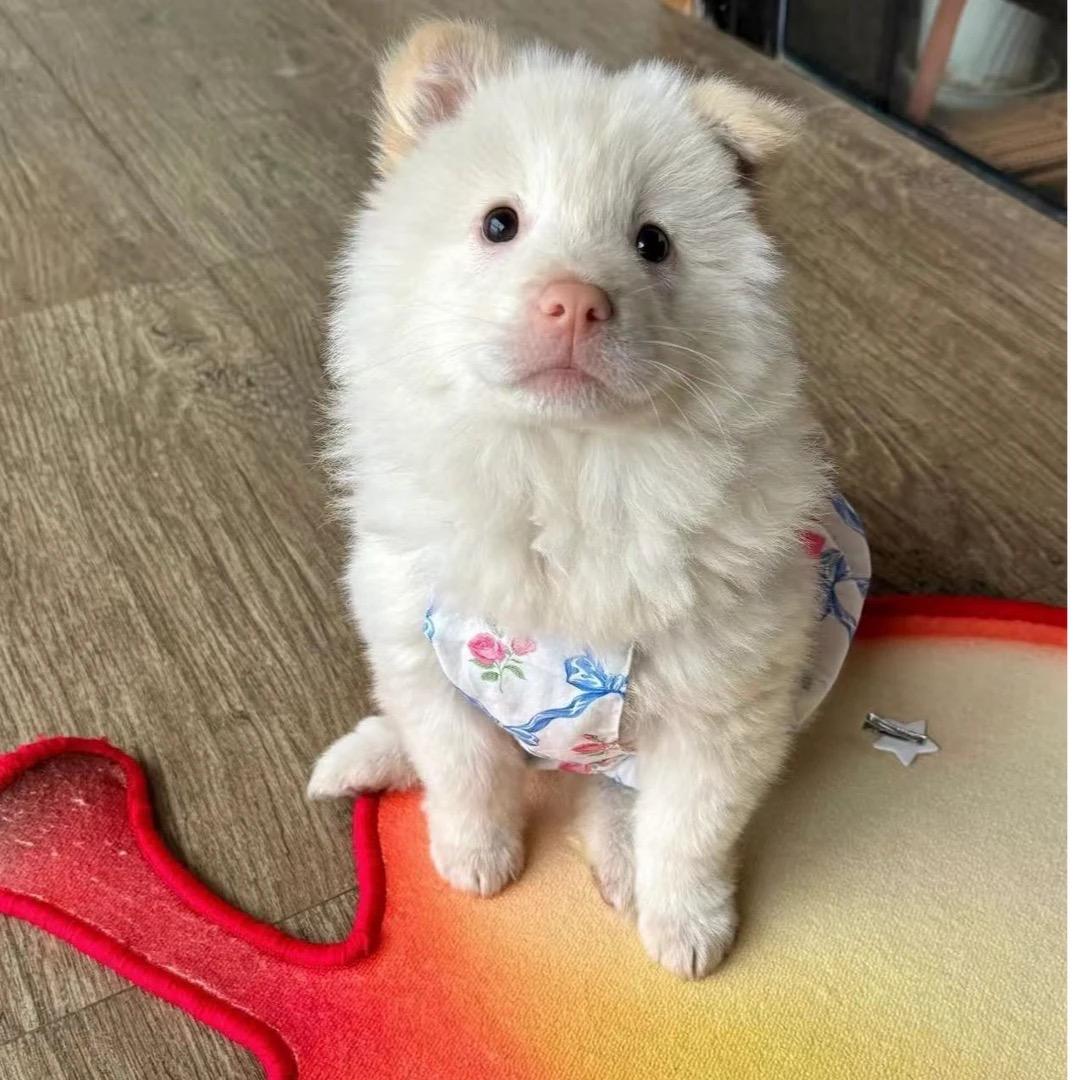 中华乡伴田园犬（小林）
