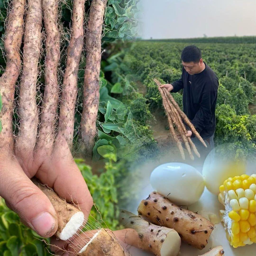 铭扬特产（铁棍山药核心产区）