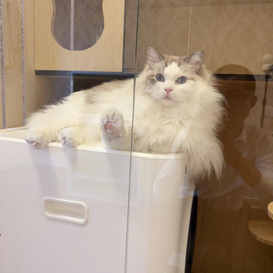 布偶猫小熊日常