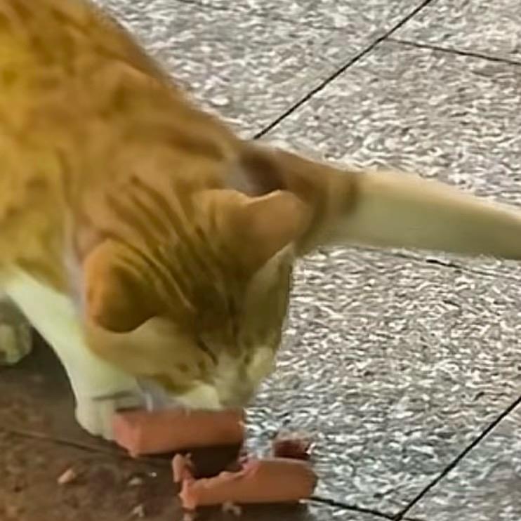 施桉