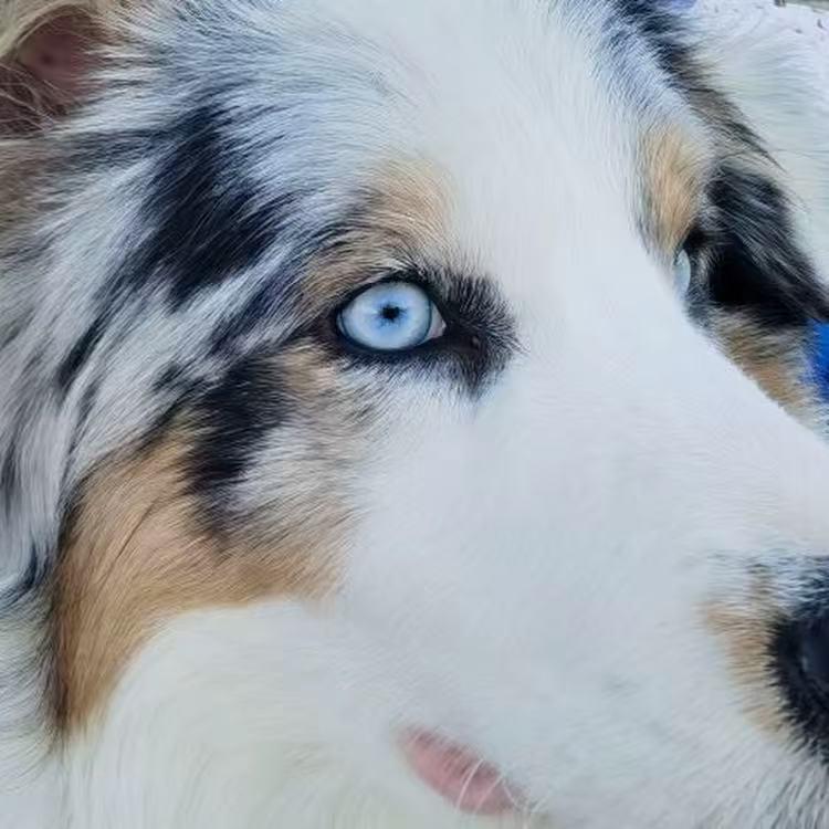 万美犬舍-边牧