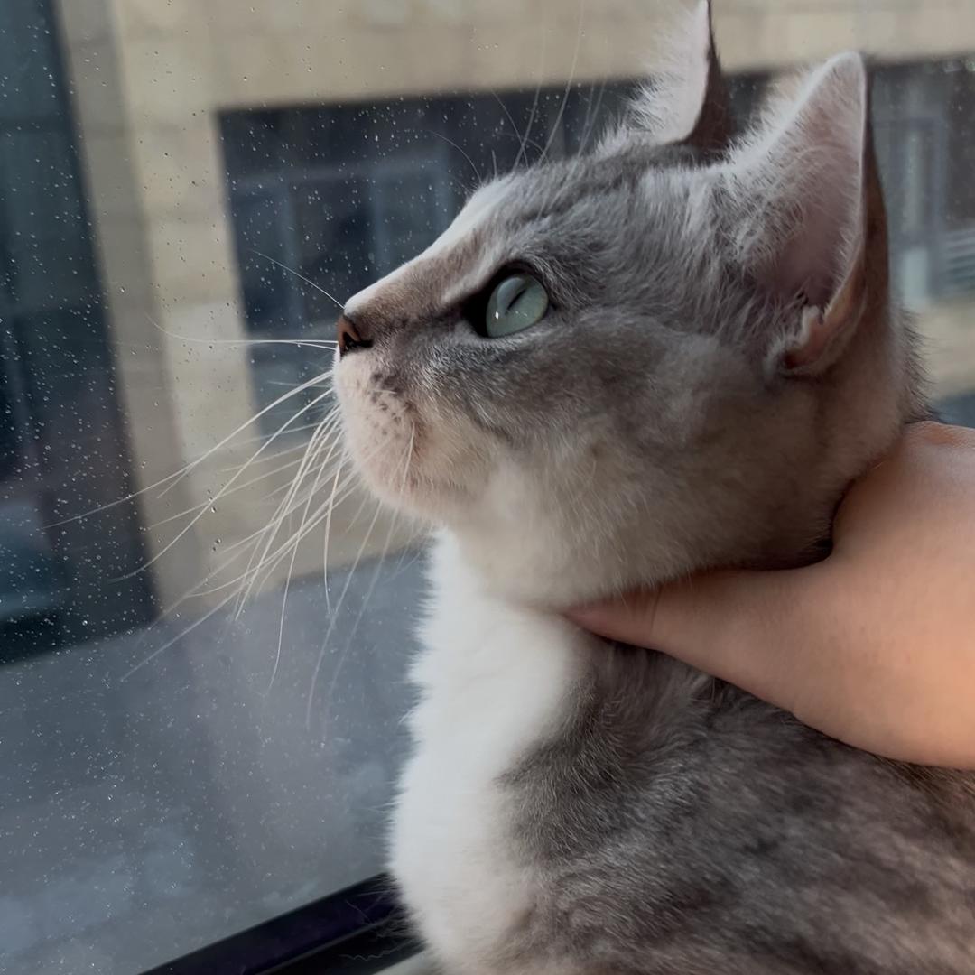 臭臭是只猫