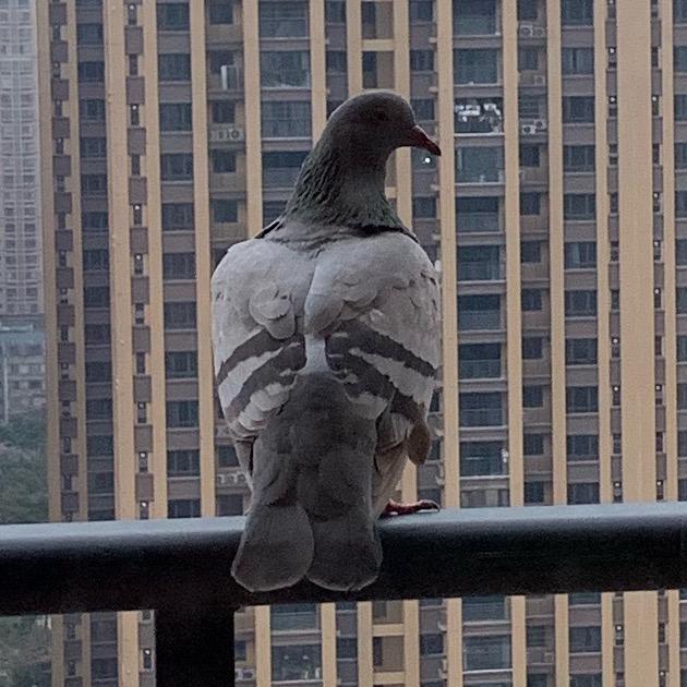 上抖音看世界