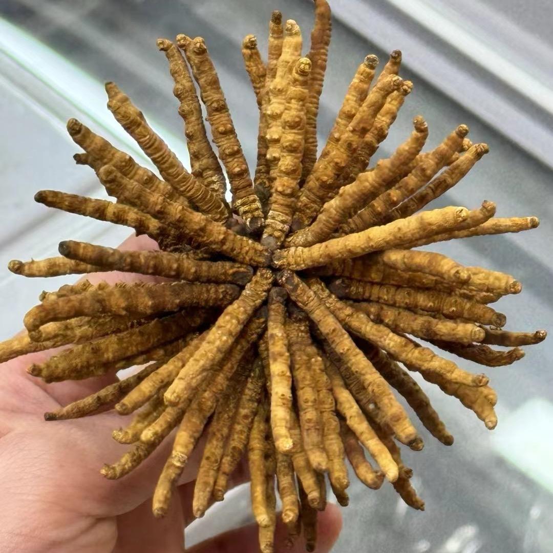冬虫夏草