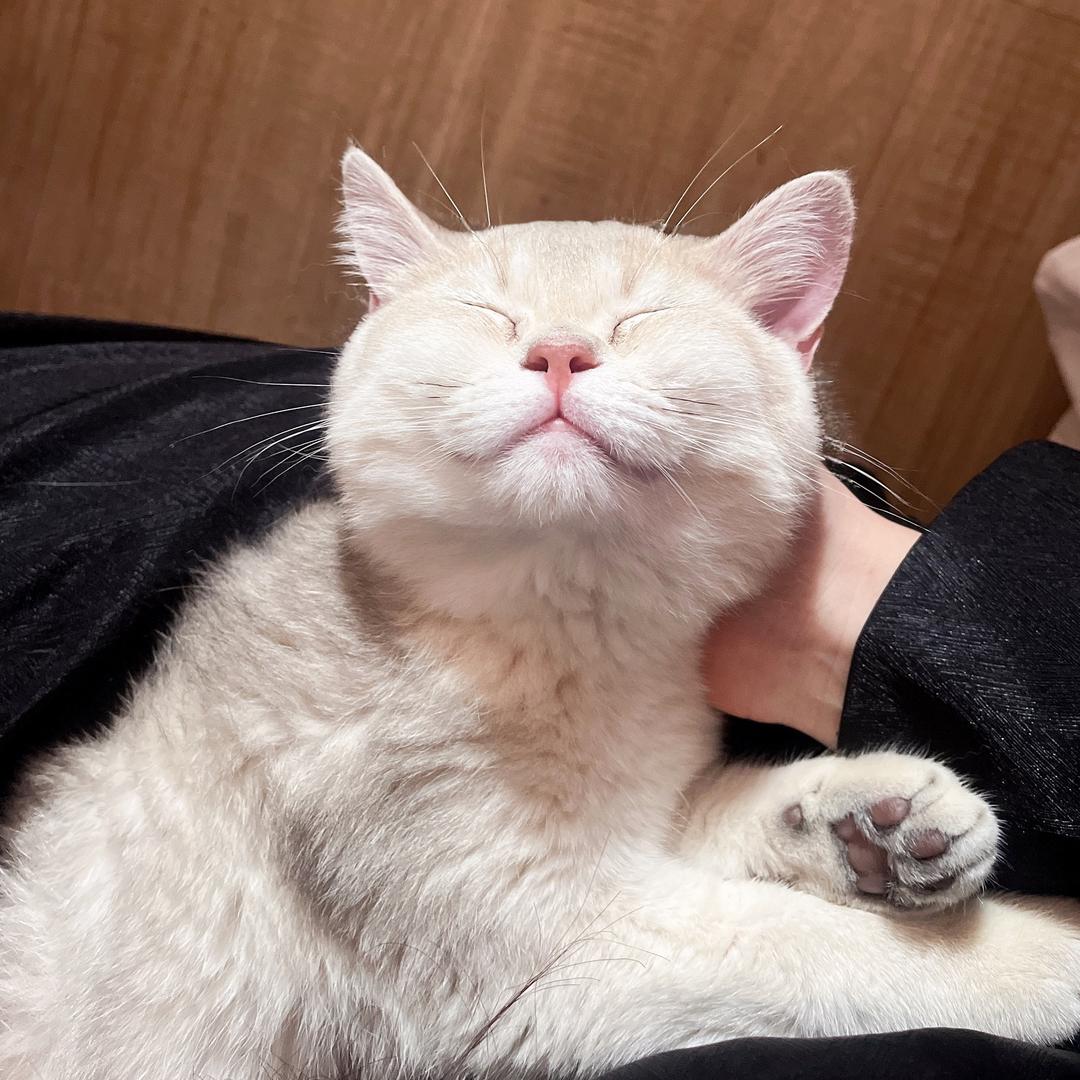 汤圆儿