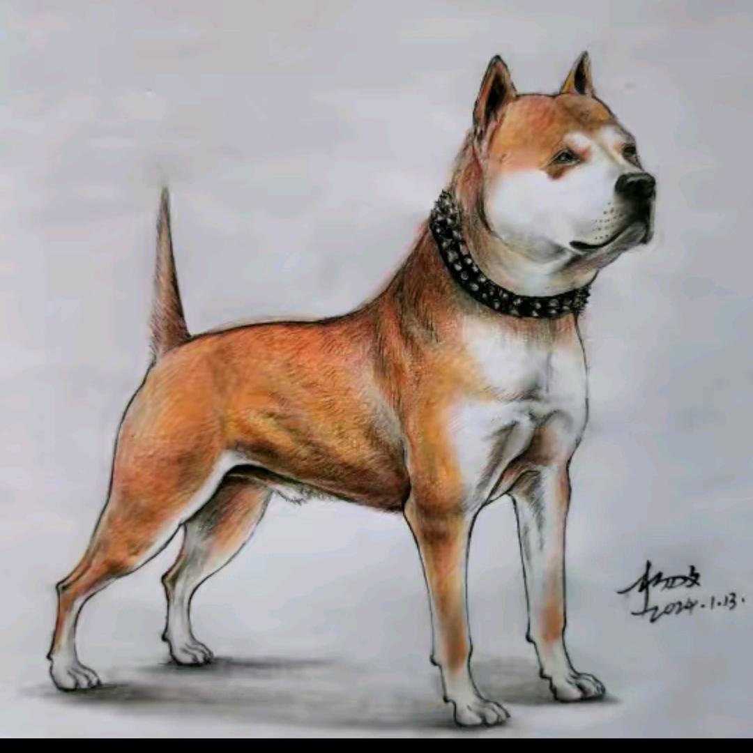 中华田园犬的日记