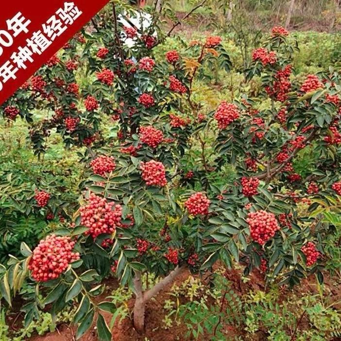 红盖花椒苗木（韩城首家）