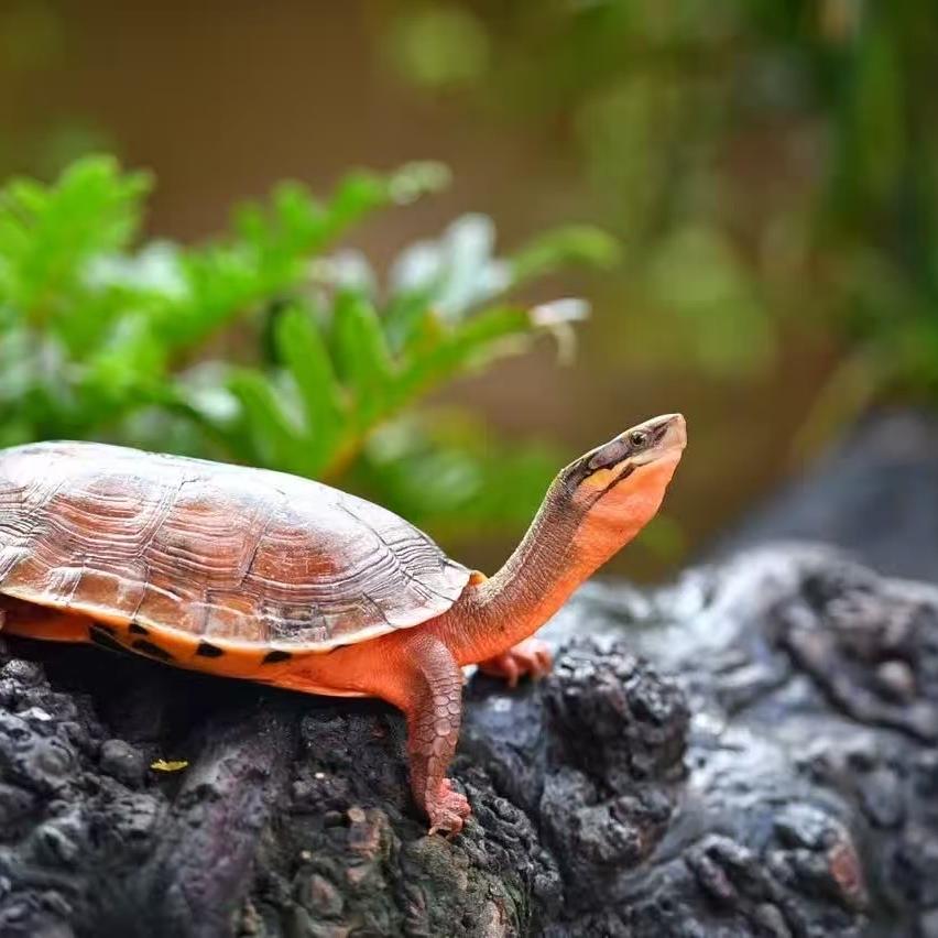 中山朝盛龟业大米伟