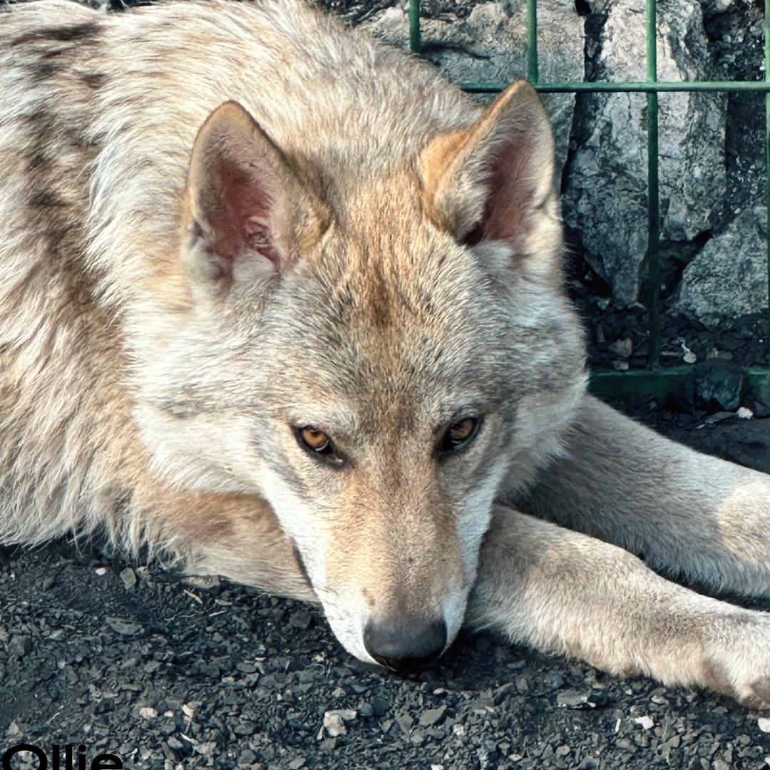 捷克狼犬—狼之谷