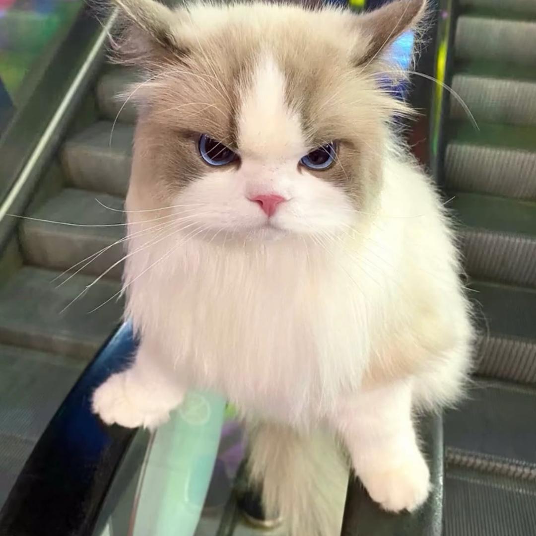 淮竹(私信禁言中)