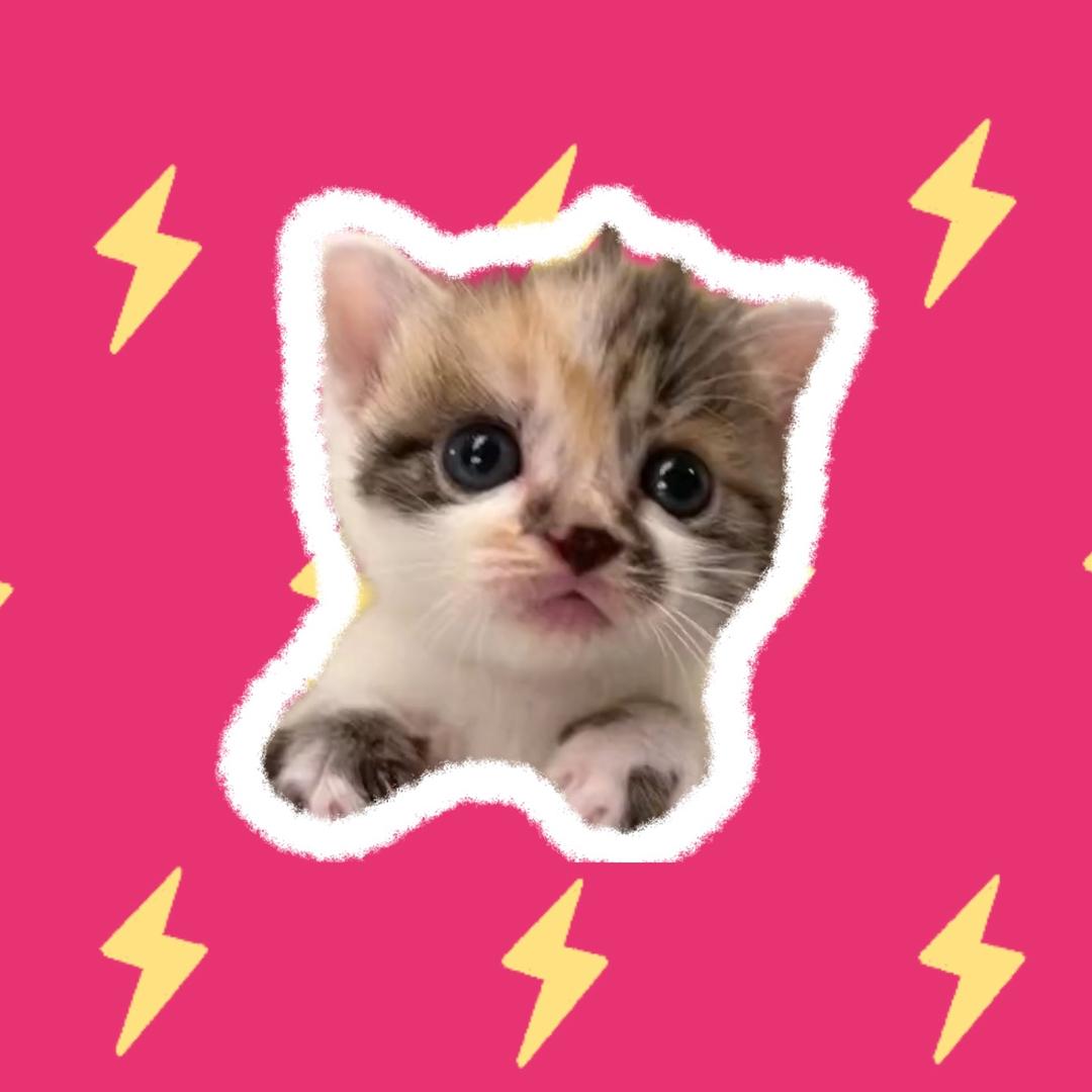 小赵的迷你猫儿园