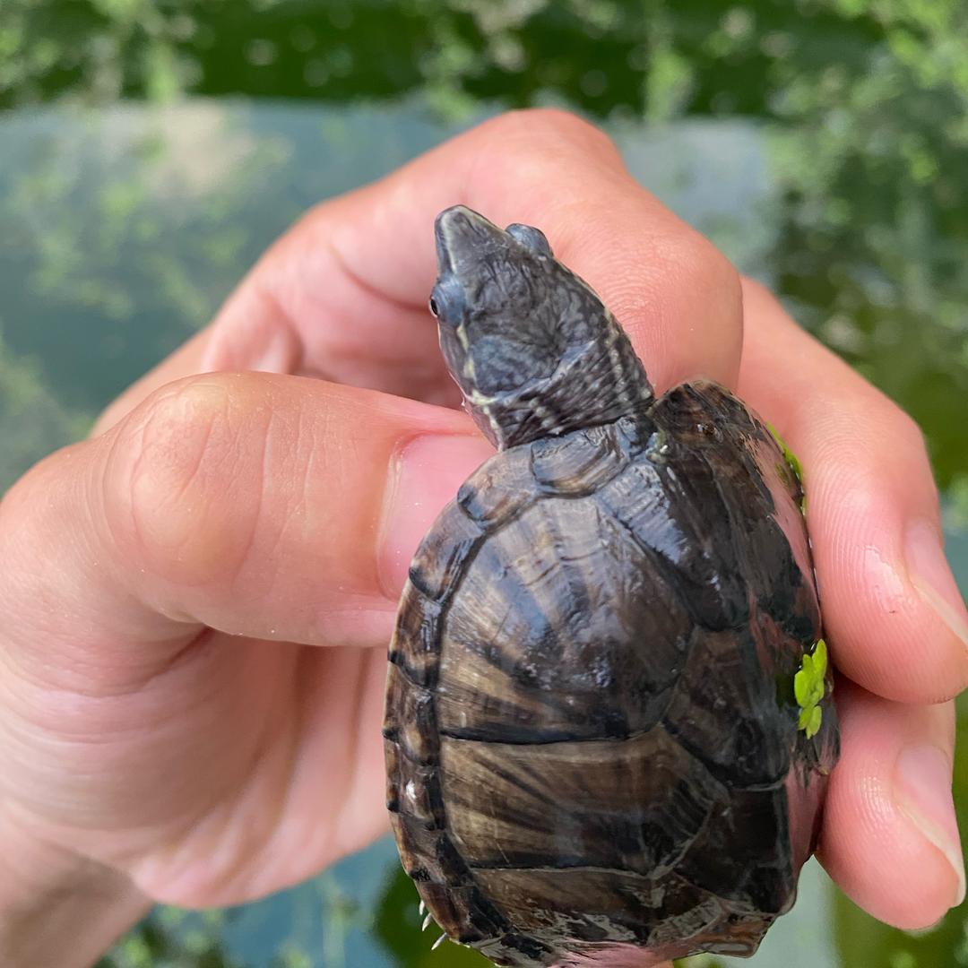 爱养麝香龟的同学