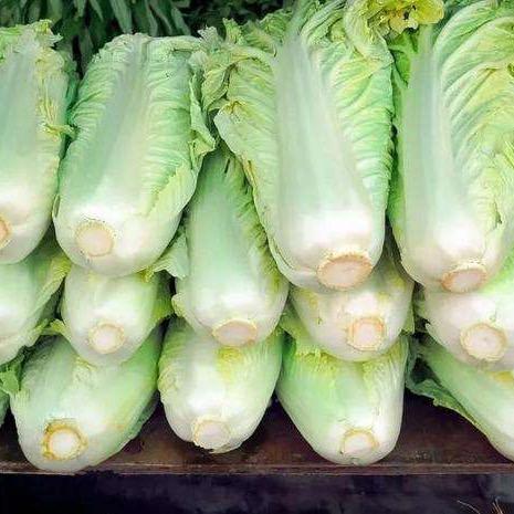 大白菜，