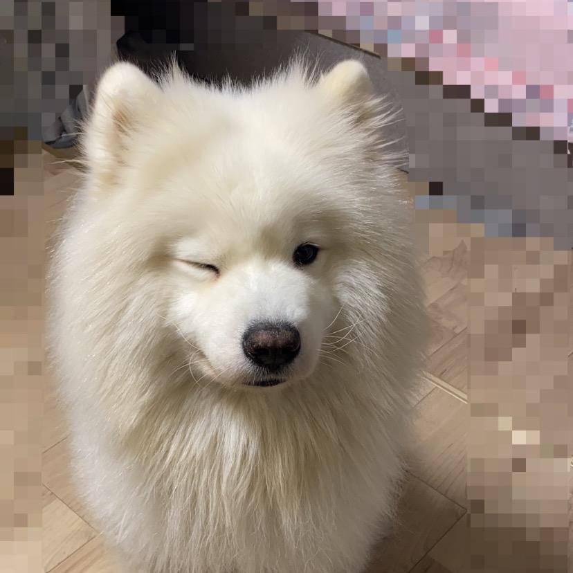大白是只萨摩耶