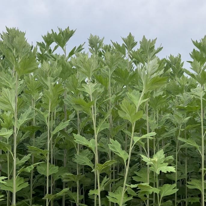 致源艾制品源头厂家