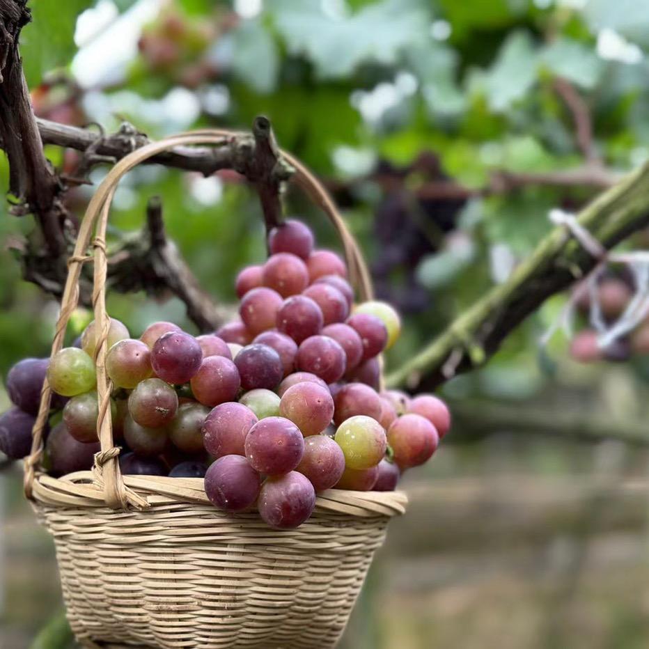 岛门生兄葡萄园的故事