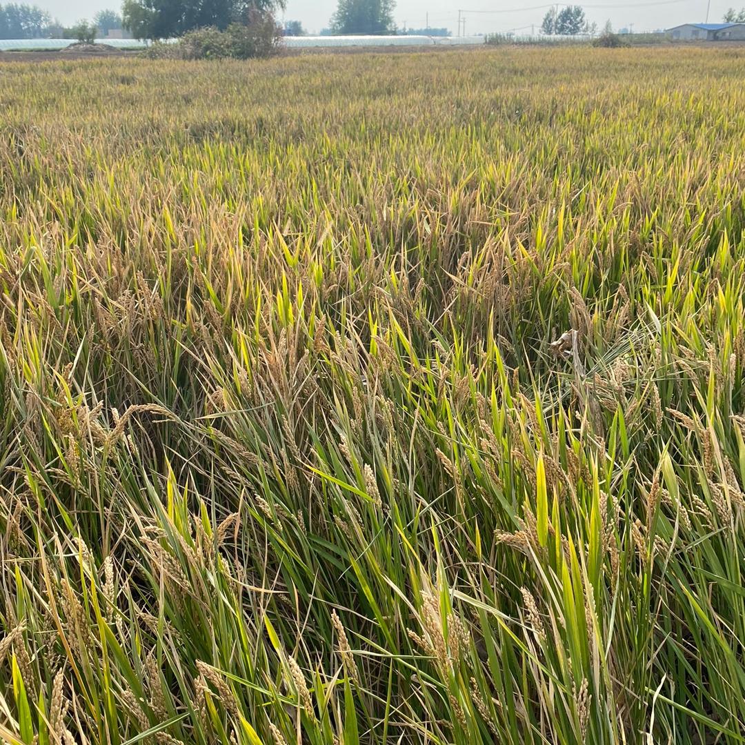 木兰溪 lsq提高收视率。^-^好嘞3👥