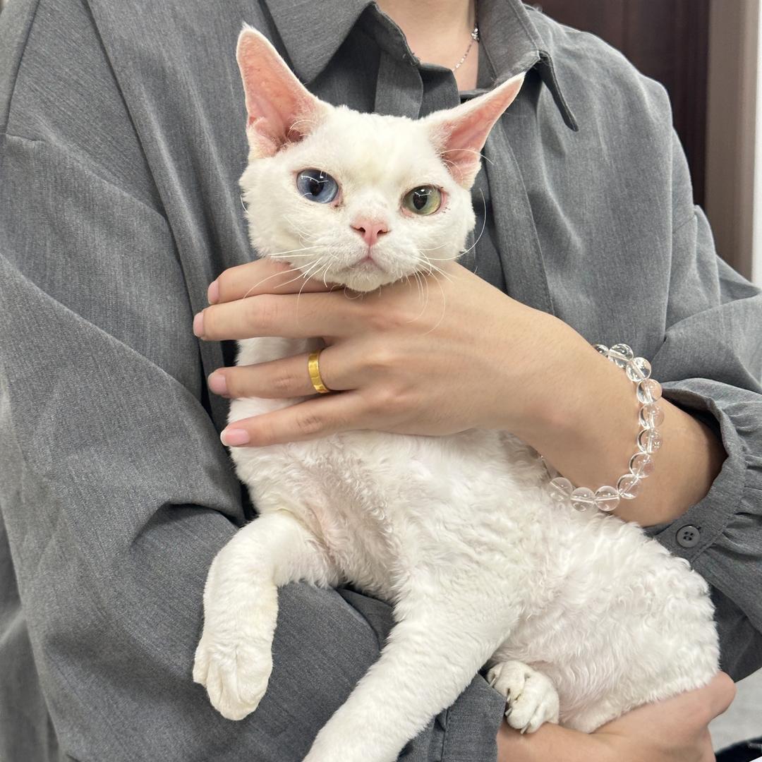 西西里德文猫舍