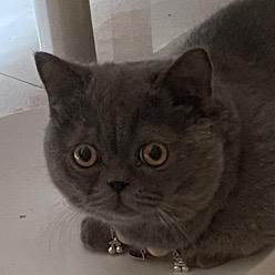 粉红猫猫头