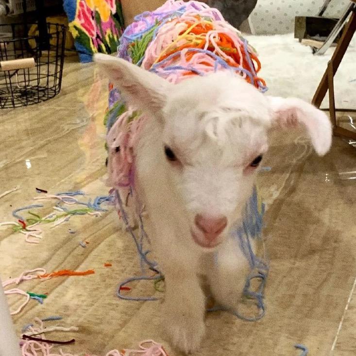 再吃一口三明治